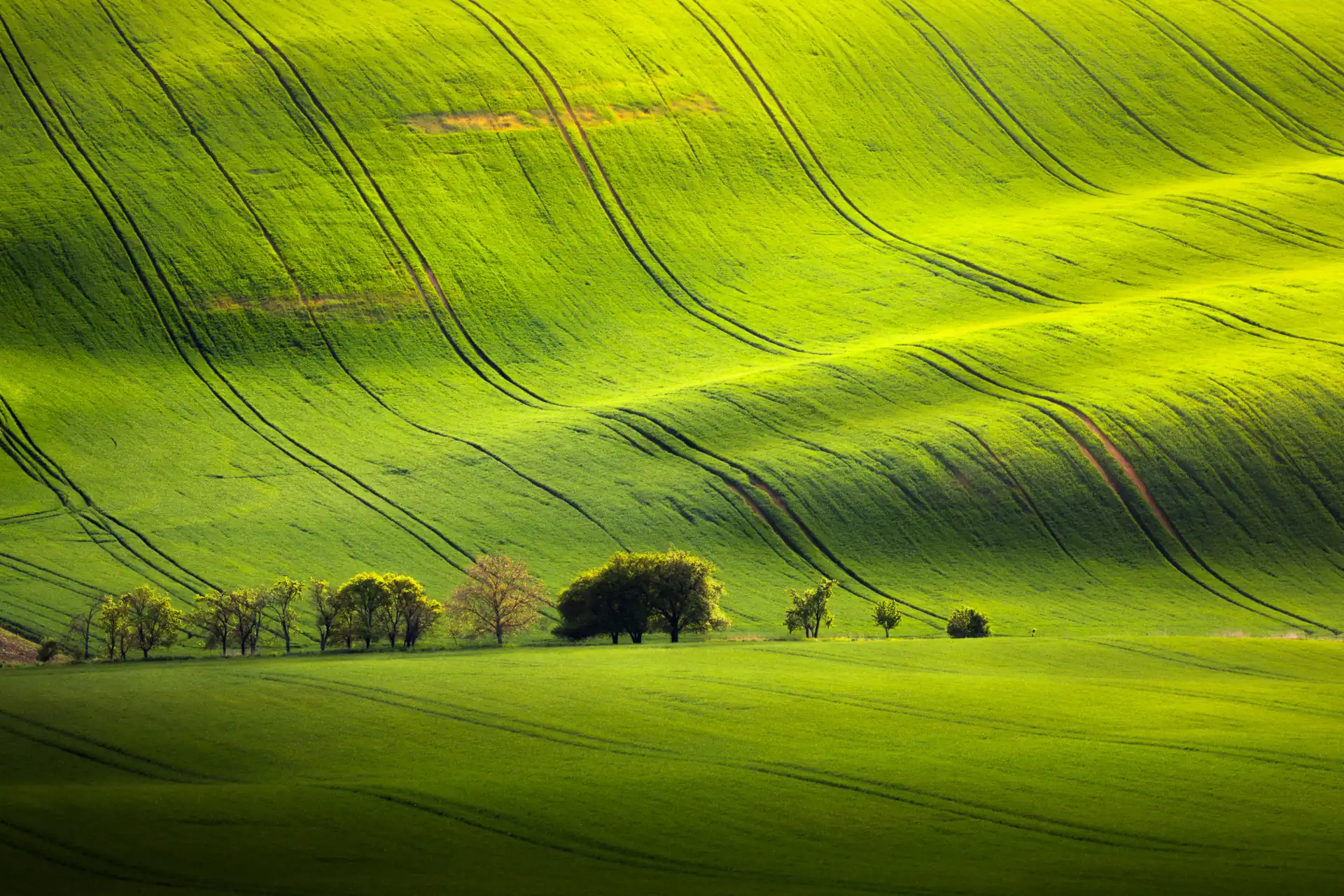 A line of trees at the foot of a hill at golden hour, set against the backdrop of the rolling hills of Moravia, Czech Republic