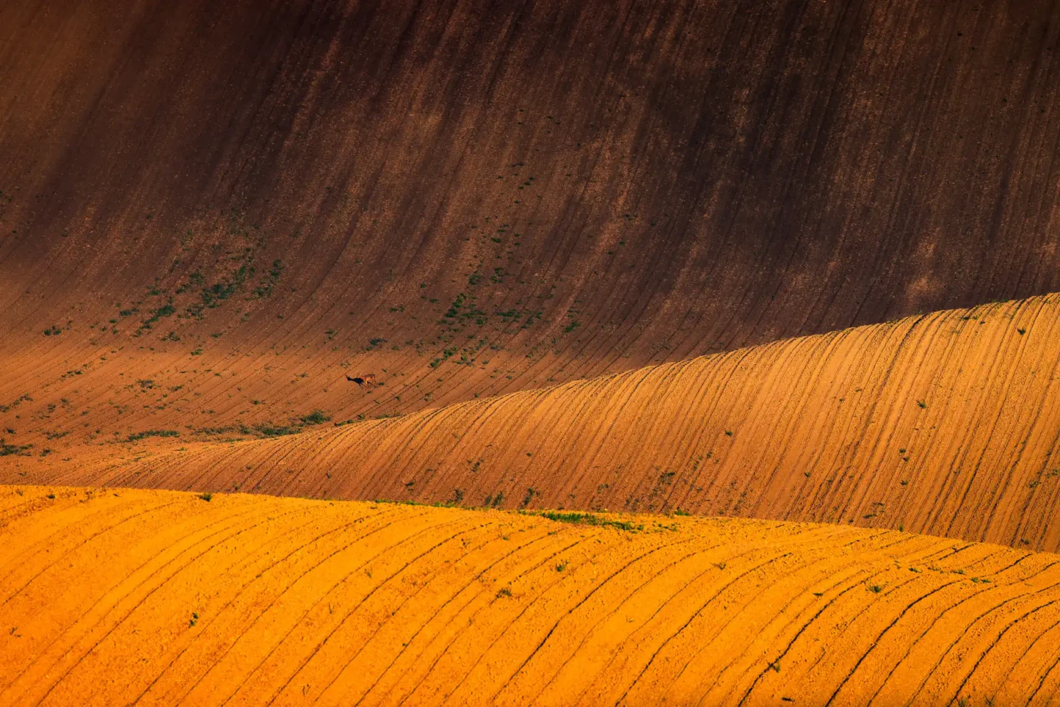 Warm morning light rakes across the rolling, plowed hills of South Moravia's Moravian Tuscany, revealing sweeping curves of tilled earth in gold and amber tones.