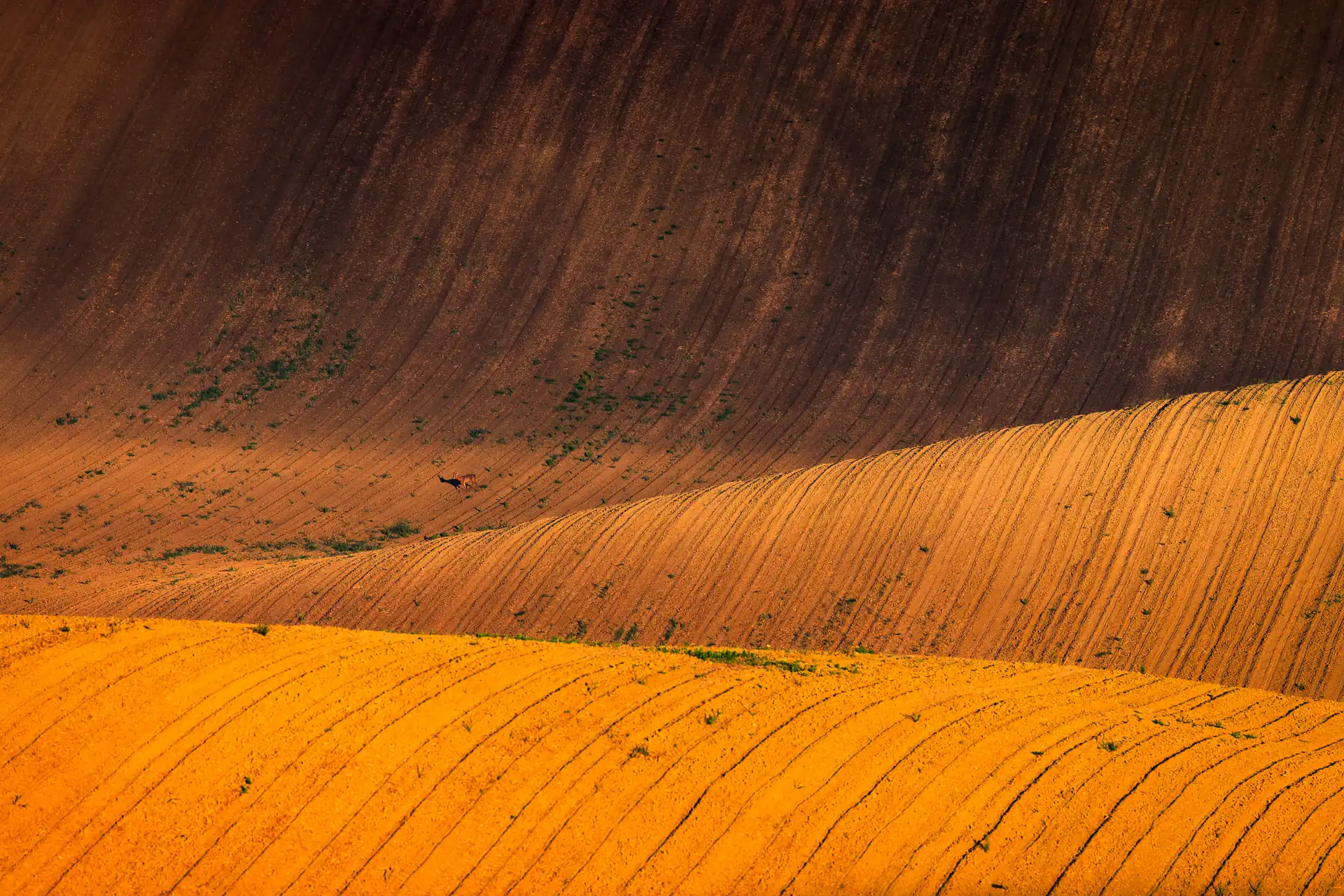 Warm morning light rakes across the rolling, plowed hills of South Moravia's Moravian Tuscany, revealing sweeping curves of tilled earth in gold and amber tones.
